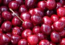 Cherry Fruit and Its Wonderful Compounds